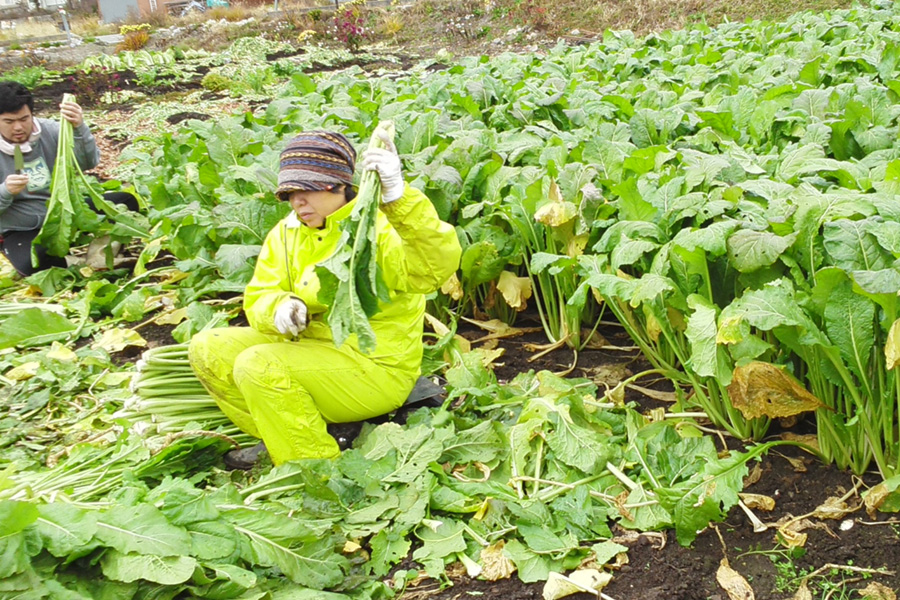 新鮮野菜